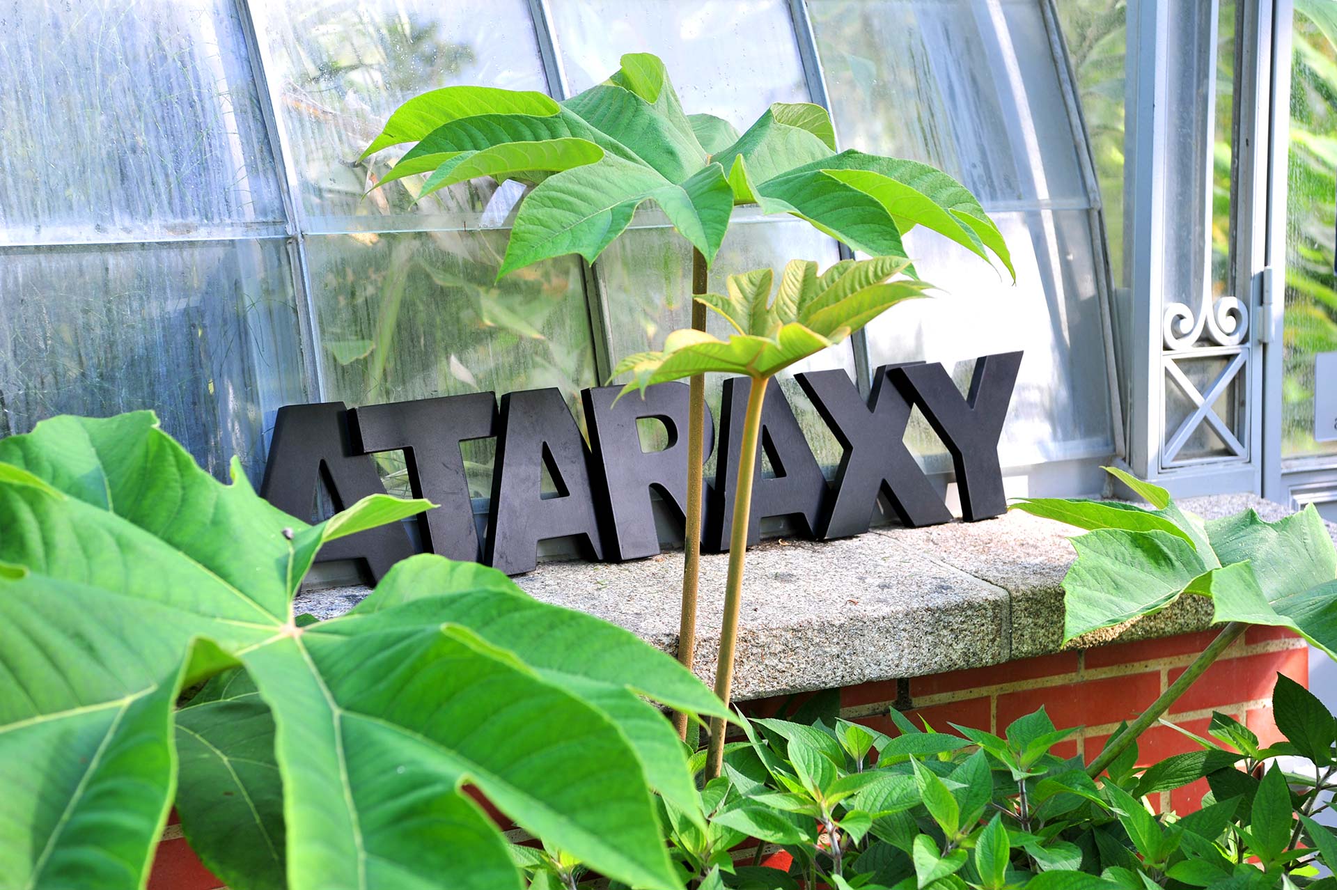 Logo Ataraxy dans un jardin entouré de feuilles